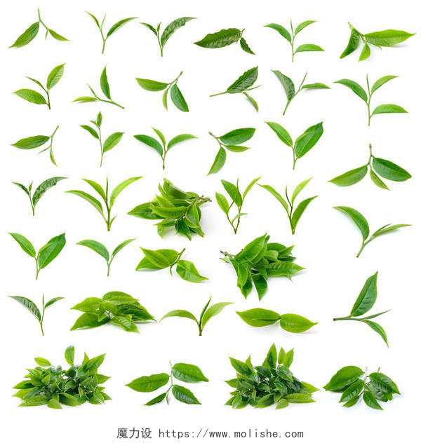 绿茶叶在白色背景下被隔离春天芽茶嫩芽